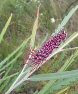 Image of Grevillea aspleniifolia Knight & Salisb.