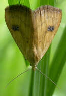 Image of straw dot