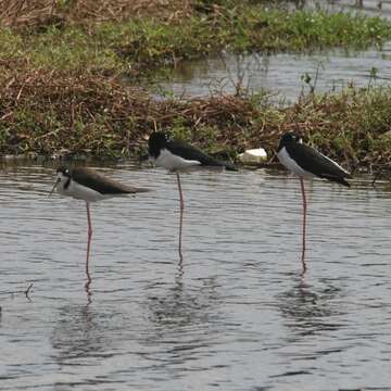 Image of Hawaiian stilt