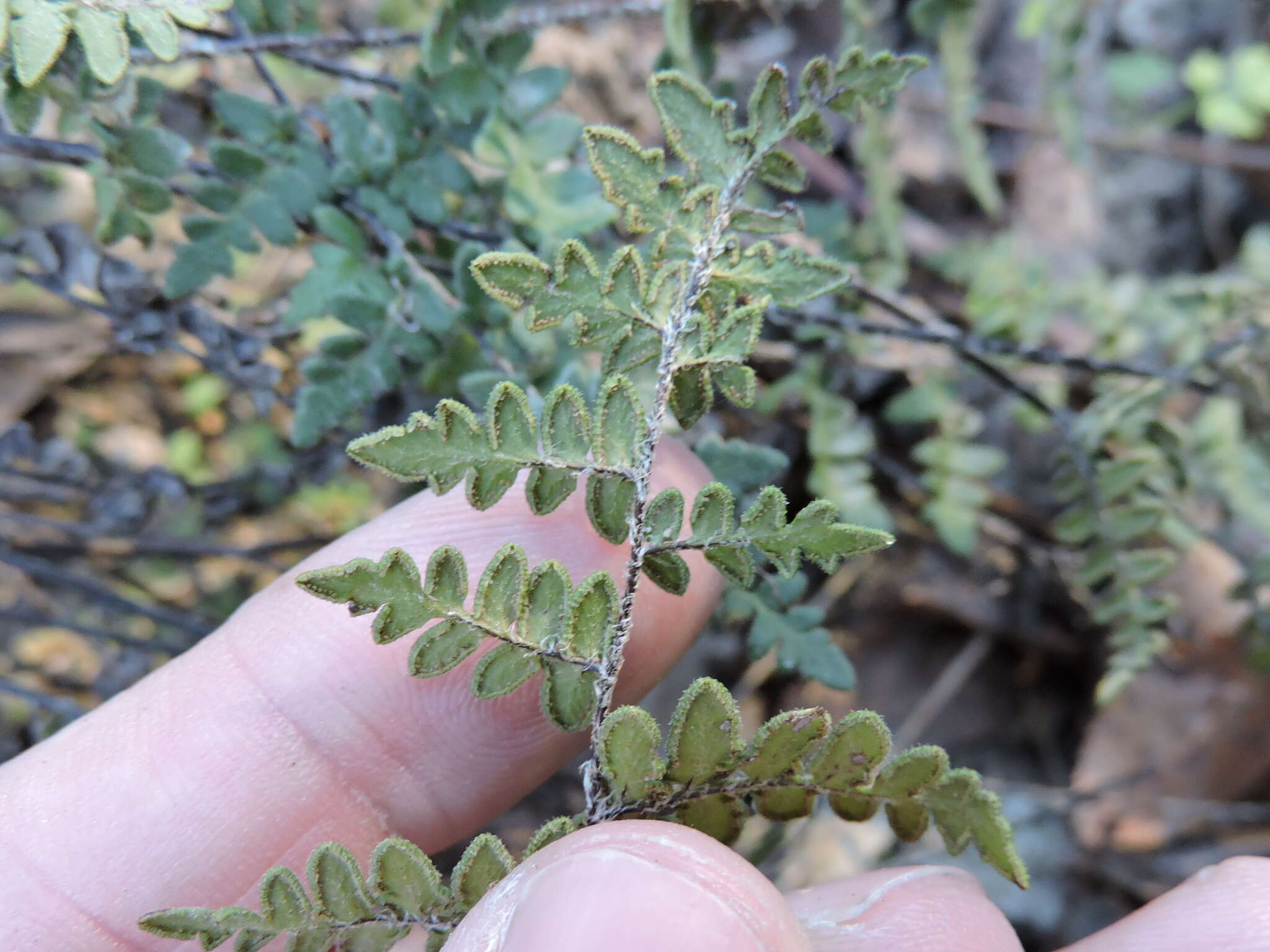 Imagem de Myriopteris scabra (C. Chr.) Grusz & Windham