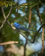 Image of Hypothymis azurea montana Riley 1929