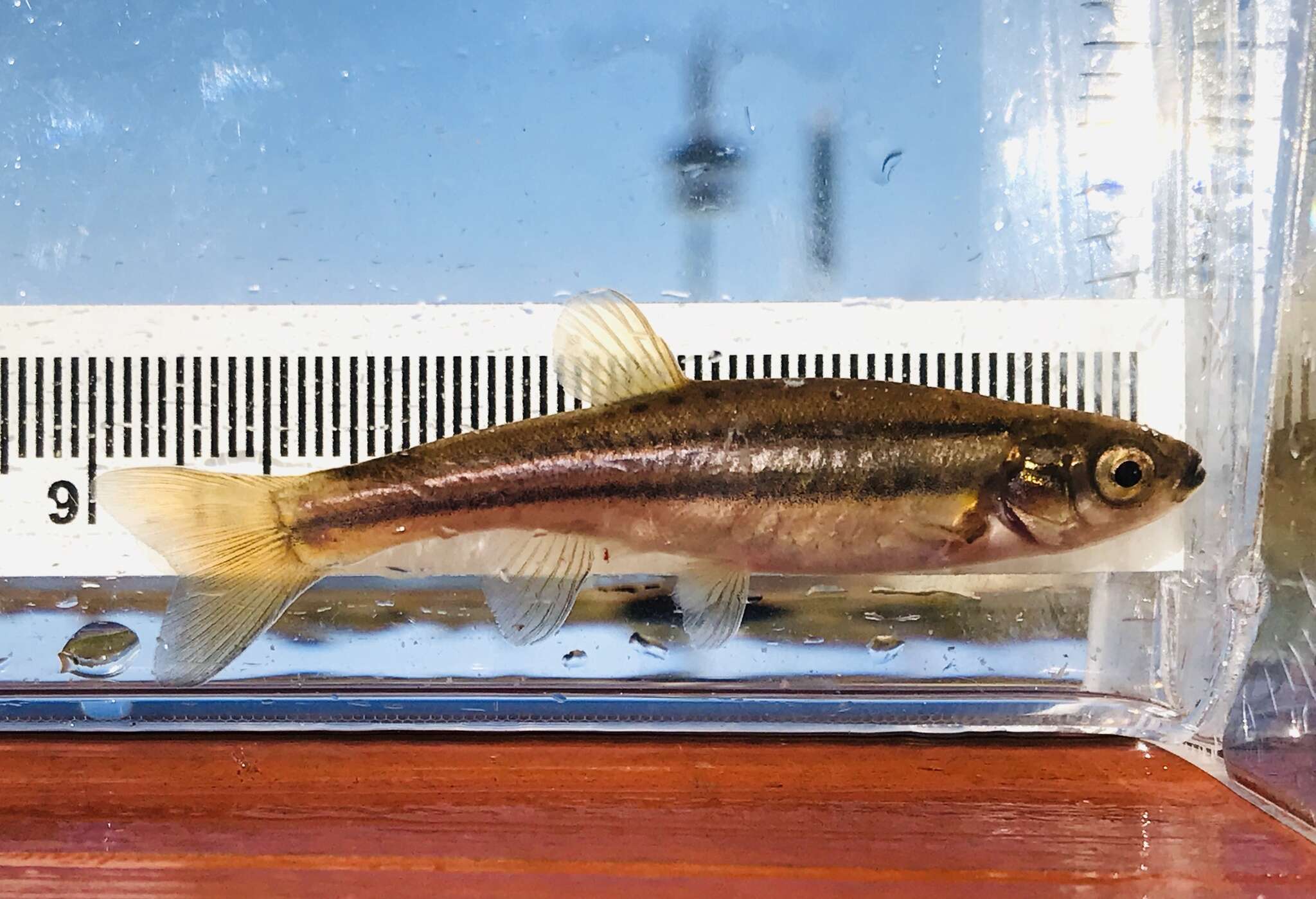 Image of Northern Redbelly Dace