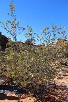 Image of Grevillea wickhamii Meissn.