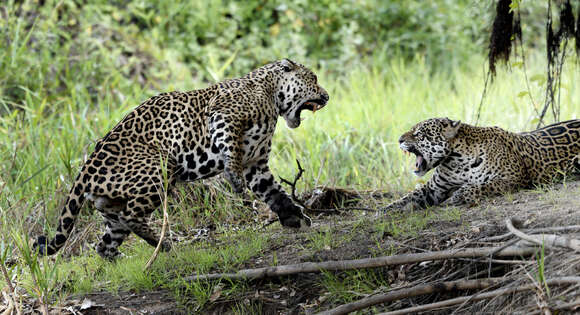 Image of Panthera onca palustris (Ameghino 1888)