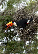 Image of Toco Toucan