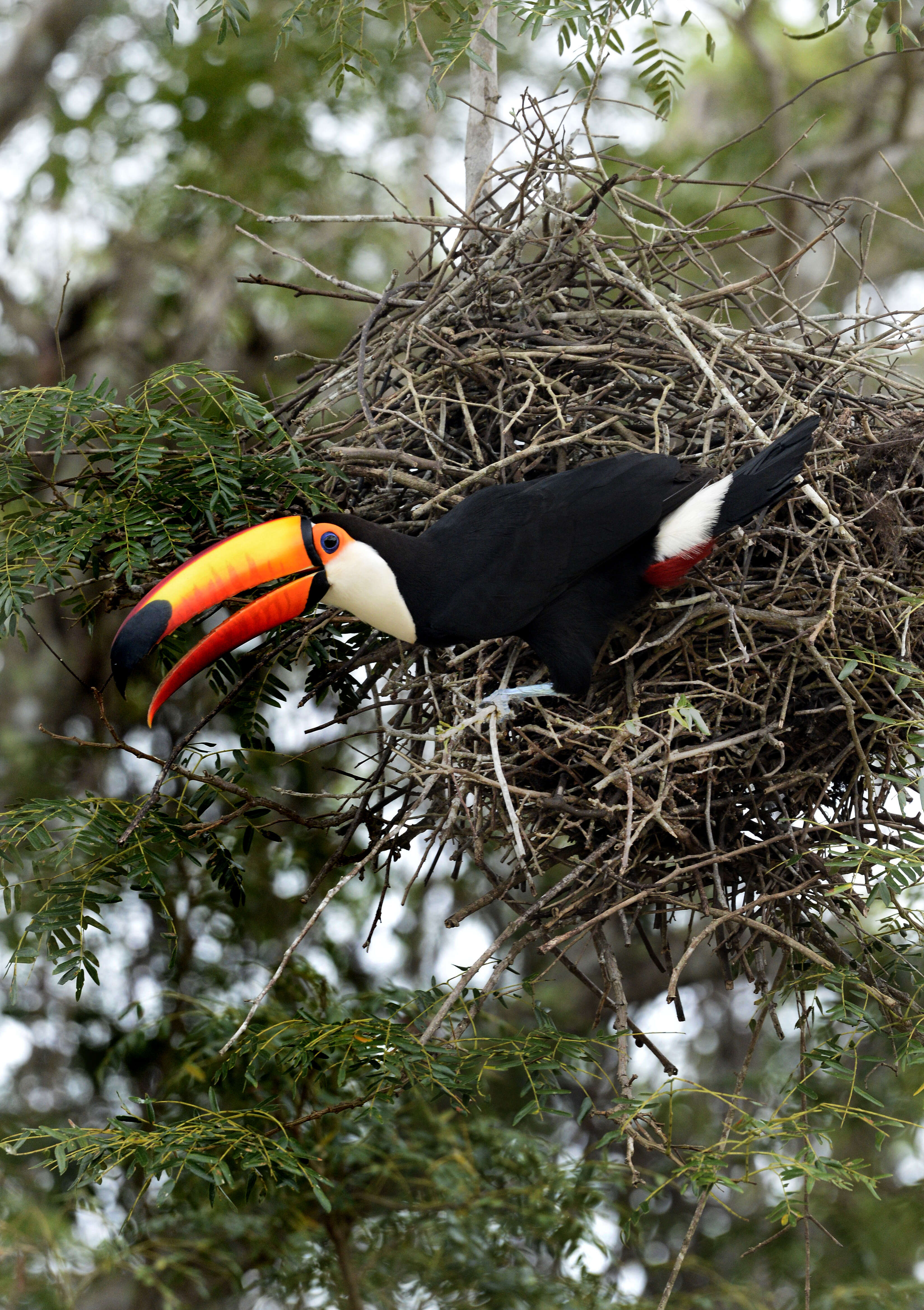 Image of Toco Toucan