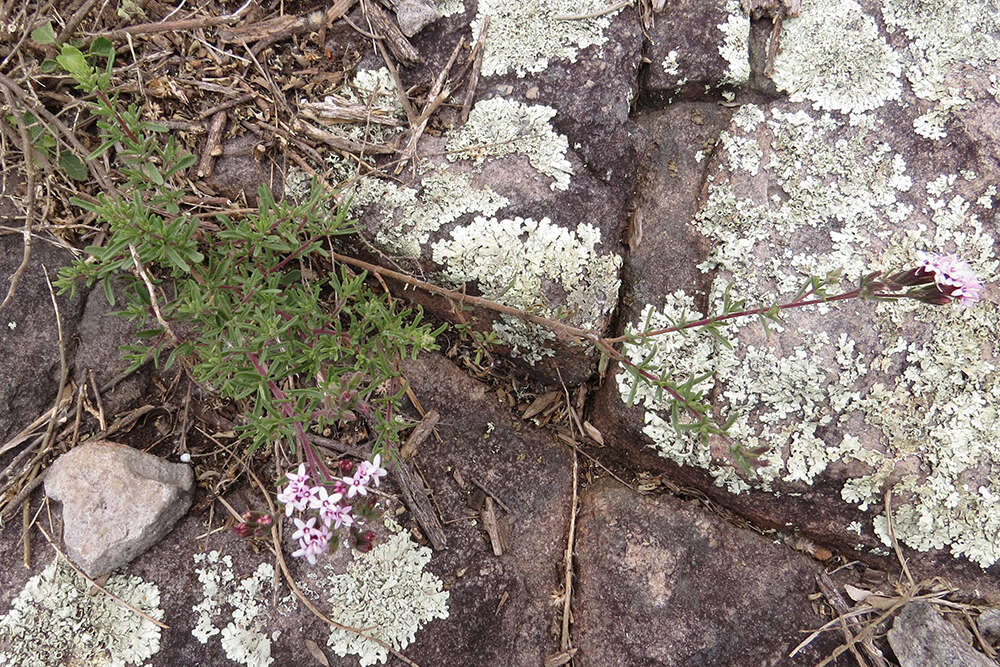 Image of Stevia satureifolia (Lam.) Lam.