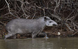 Image of Brazilian Tapir