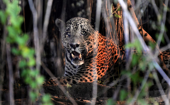 Image of <i>Panthera onca palustris</i> (Ameghino 1888)