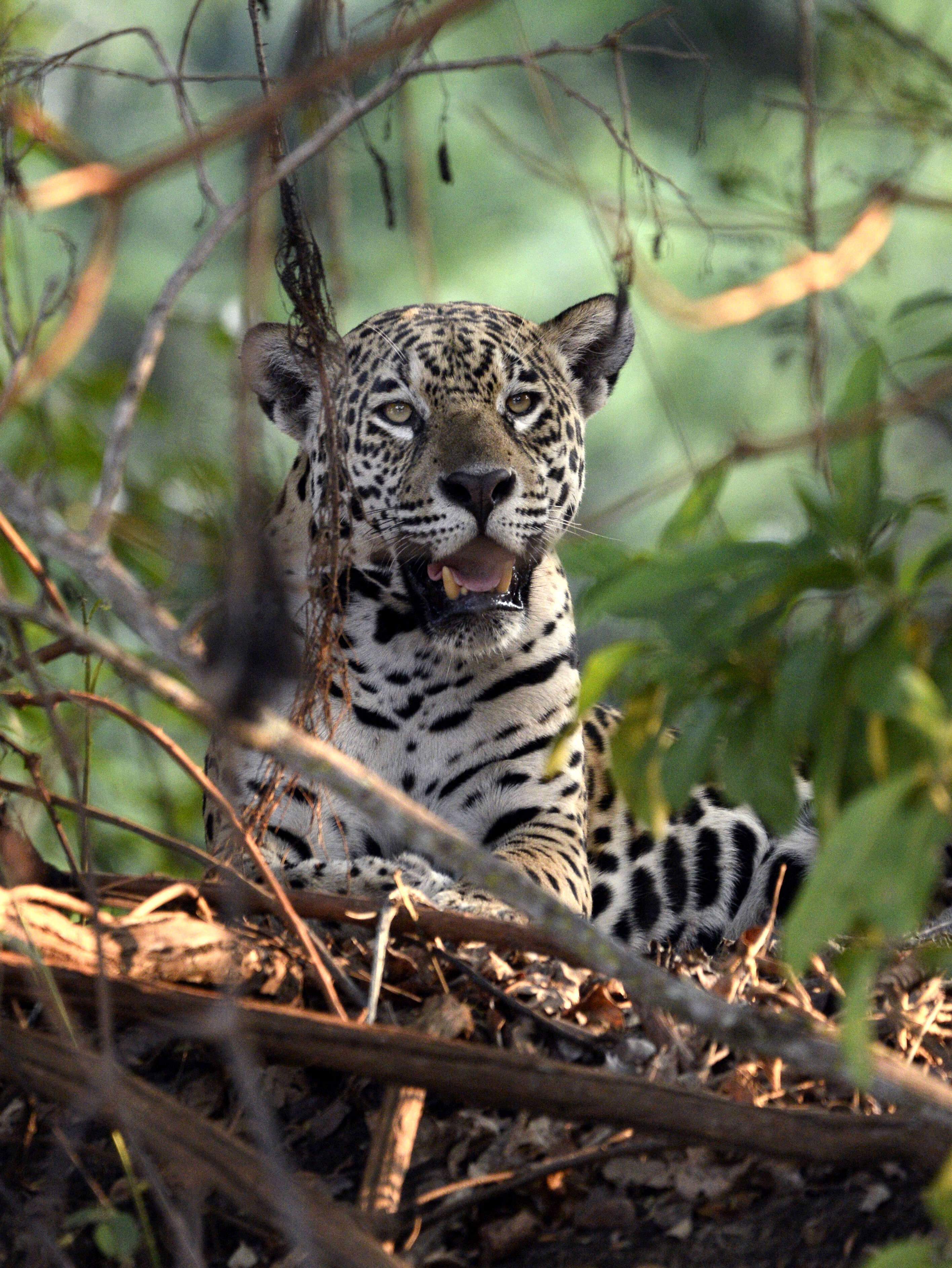 Image of Panthera onca palustris (Ameghino 1888)