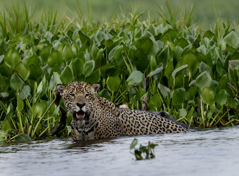 Image of <i>Panthera onca palustris</i> (Ameghino 1888)
