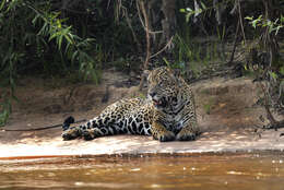 Image of Panthera onca palustris (Ameghino 1888)