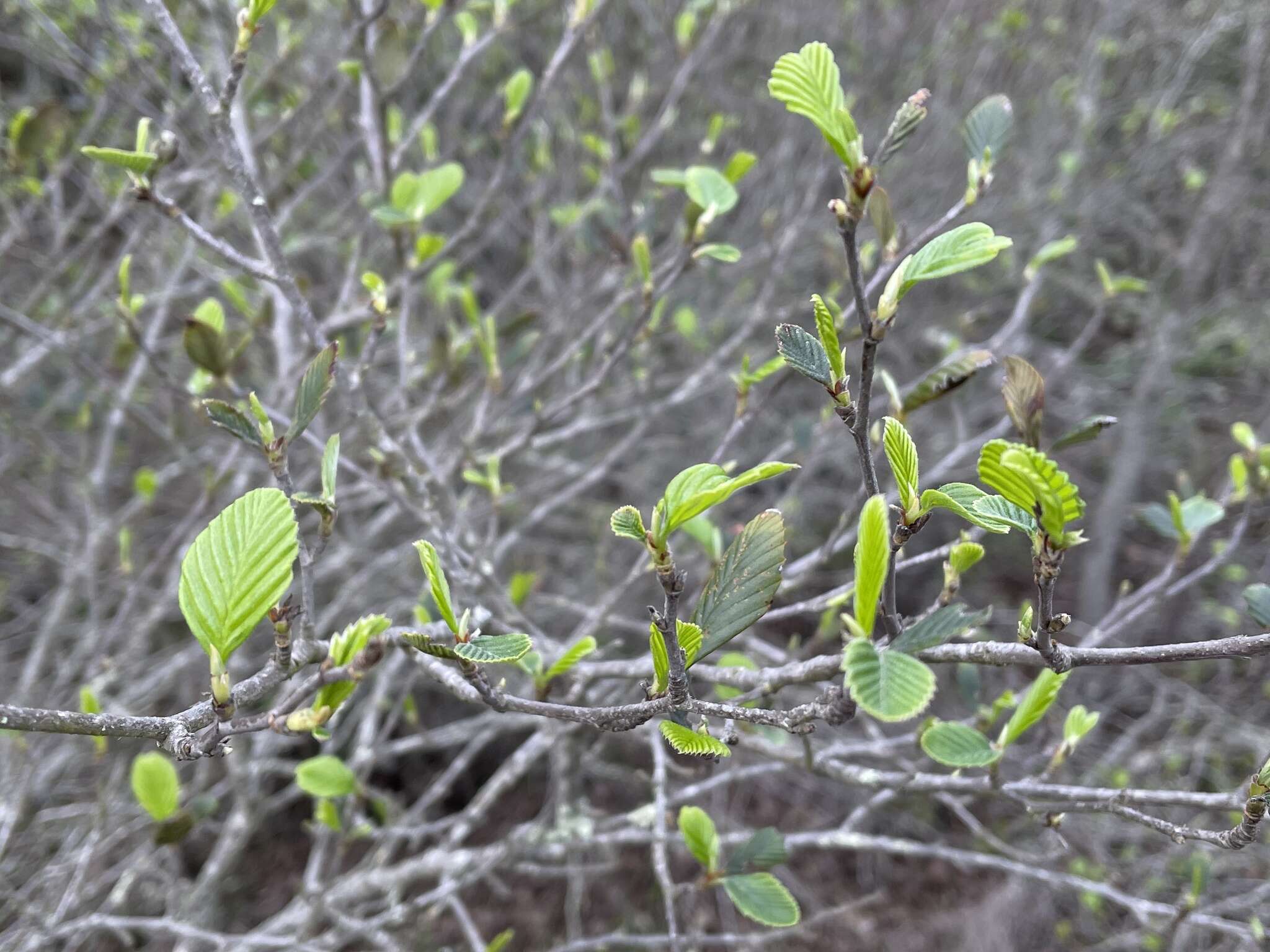 Image of island mountain mahogany