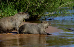 Image of Capybaras