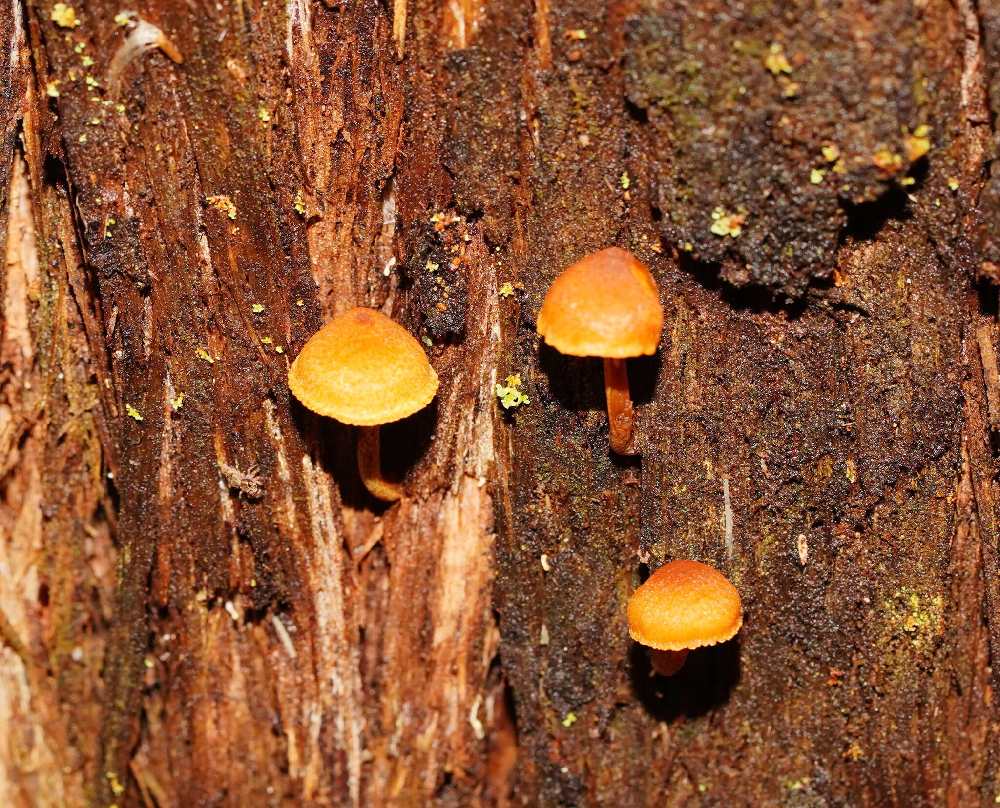 Image of Pholiota eucalyptorum (Cleland) Singer 1952