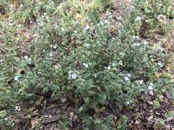 Image of Bothriospermum chinense Bunge