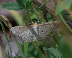 Image of Scopula oppilata Walker 1861