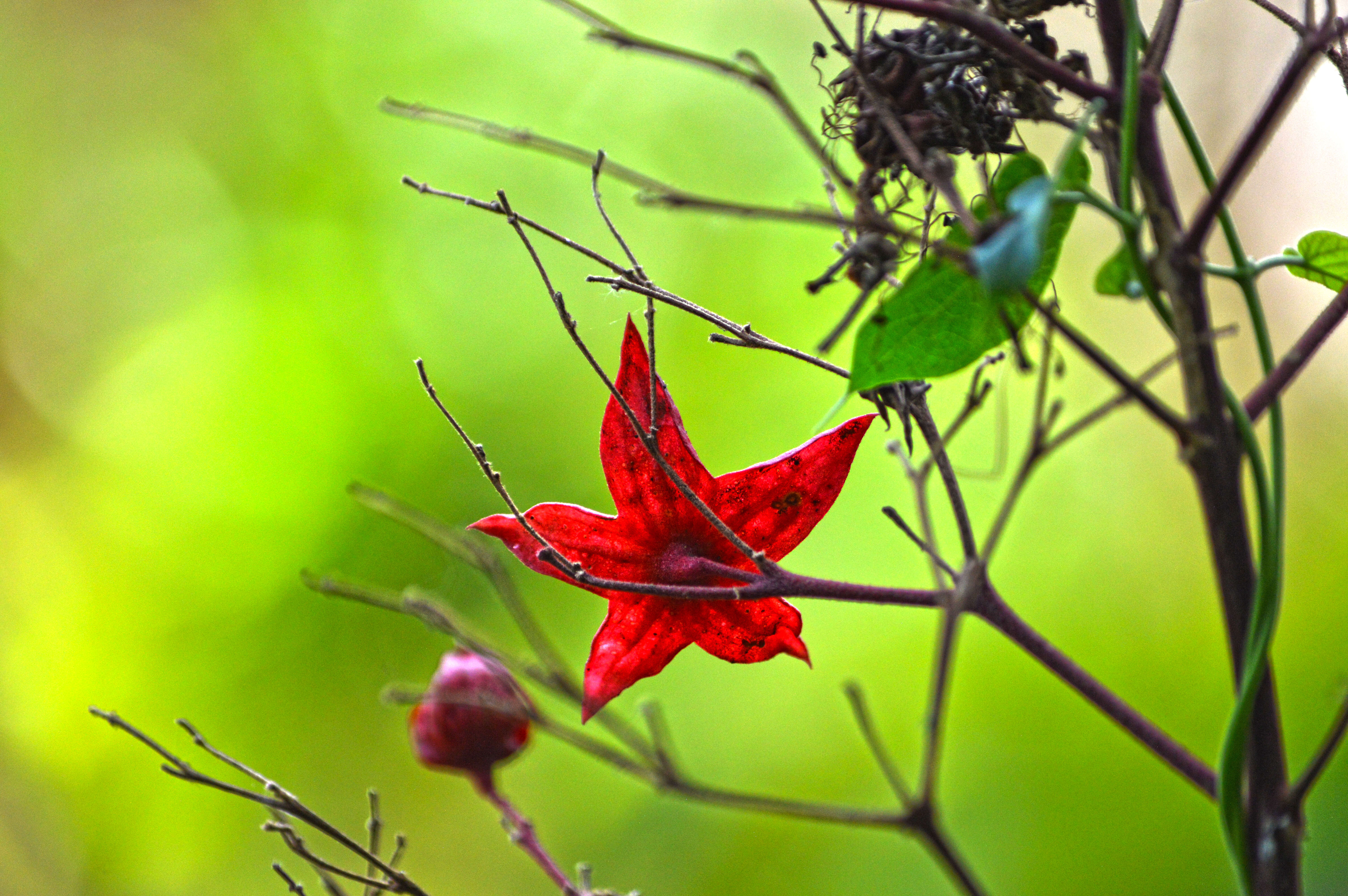 Image of Clerodendrum infortunatum L.