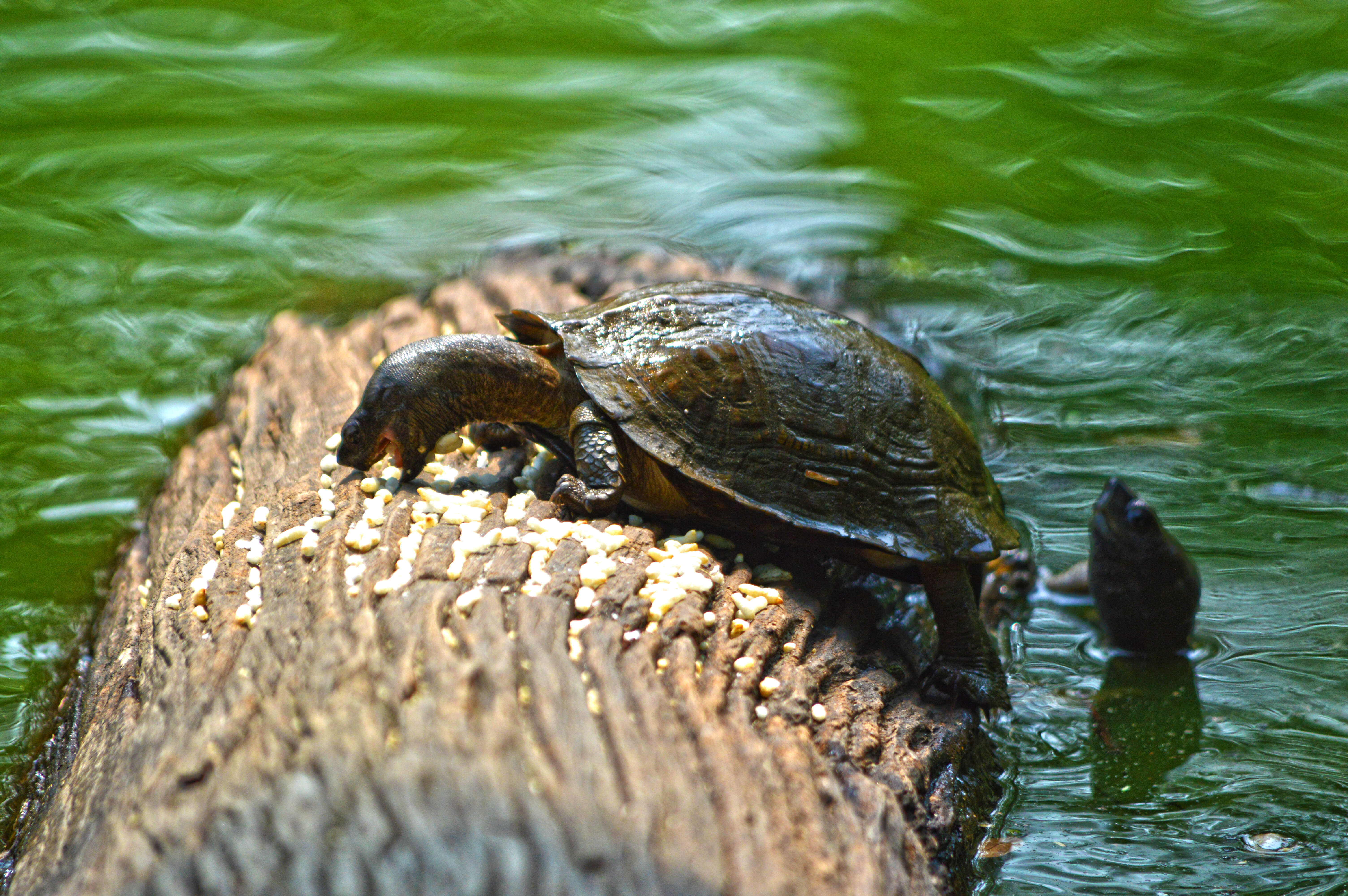 Image of Indian black turtle