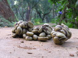 Image of Arabian coffee