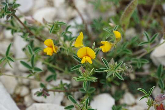 Image of Argyrolobium zanonii subsp. zanonii