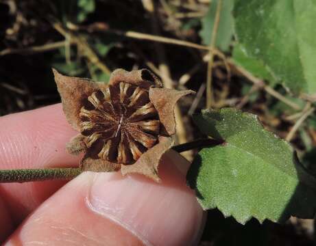 Image of Wright's false mallow