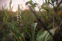 Image of Yellow nodding lady's tresses