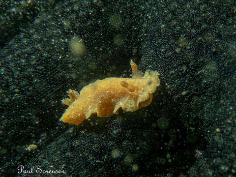 Image of Sclerodoris tarka Burn 1969