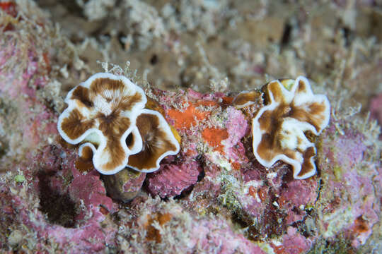 Image of porcelain coral