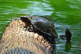 Image of Indian black turtle