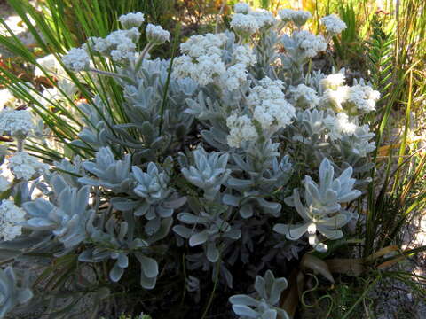 Image of Cape Paperflowers