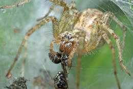 Image of Agelena labyrinthica (Clerck 1757)