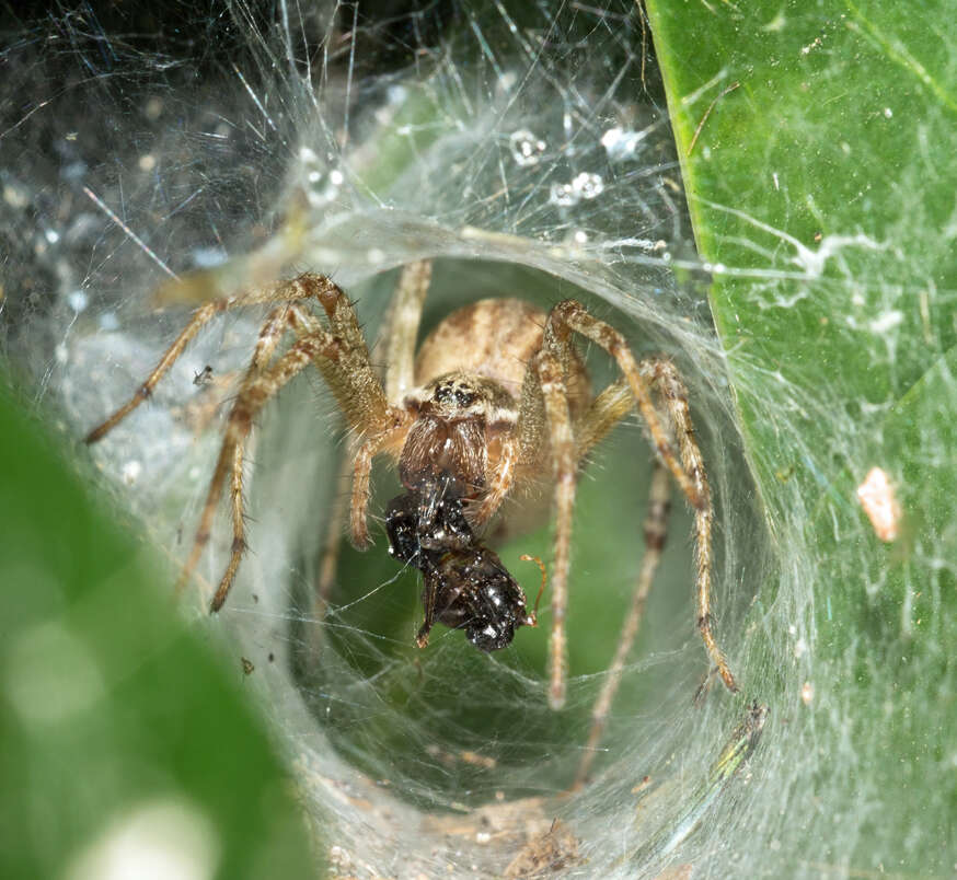 Image of Agelena labyrinthica (Clerck 1757)