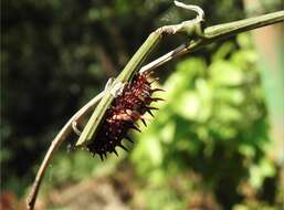 Troides helena (Linnaeus 1758) resmi