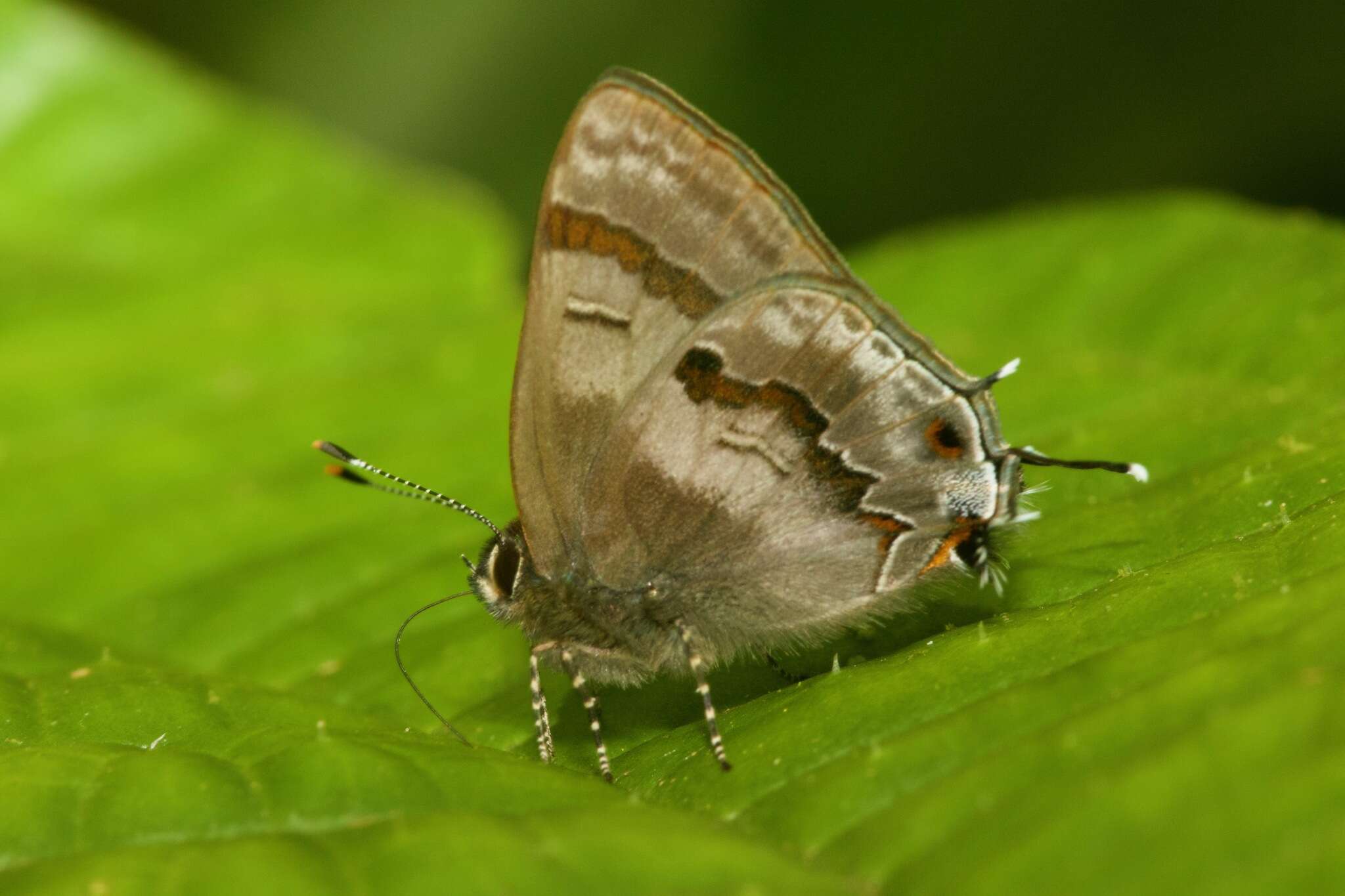 Image of Rubroserrata ecbatana