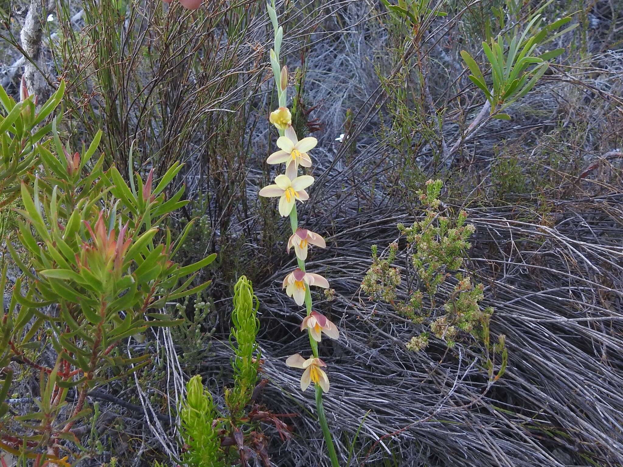 Image of Hesperantha radiata (Jacq.) Ker Gawl.