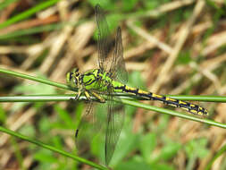 Image of Green Gomphid