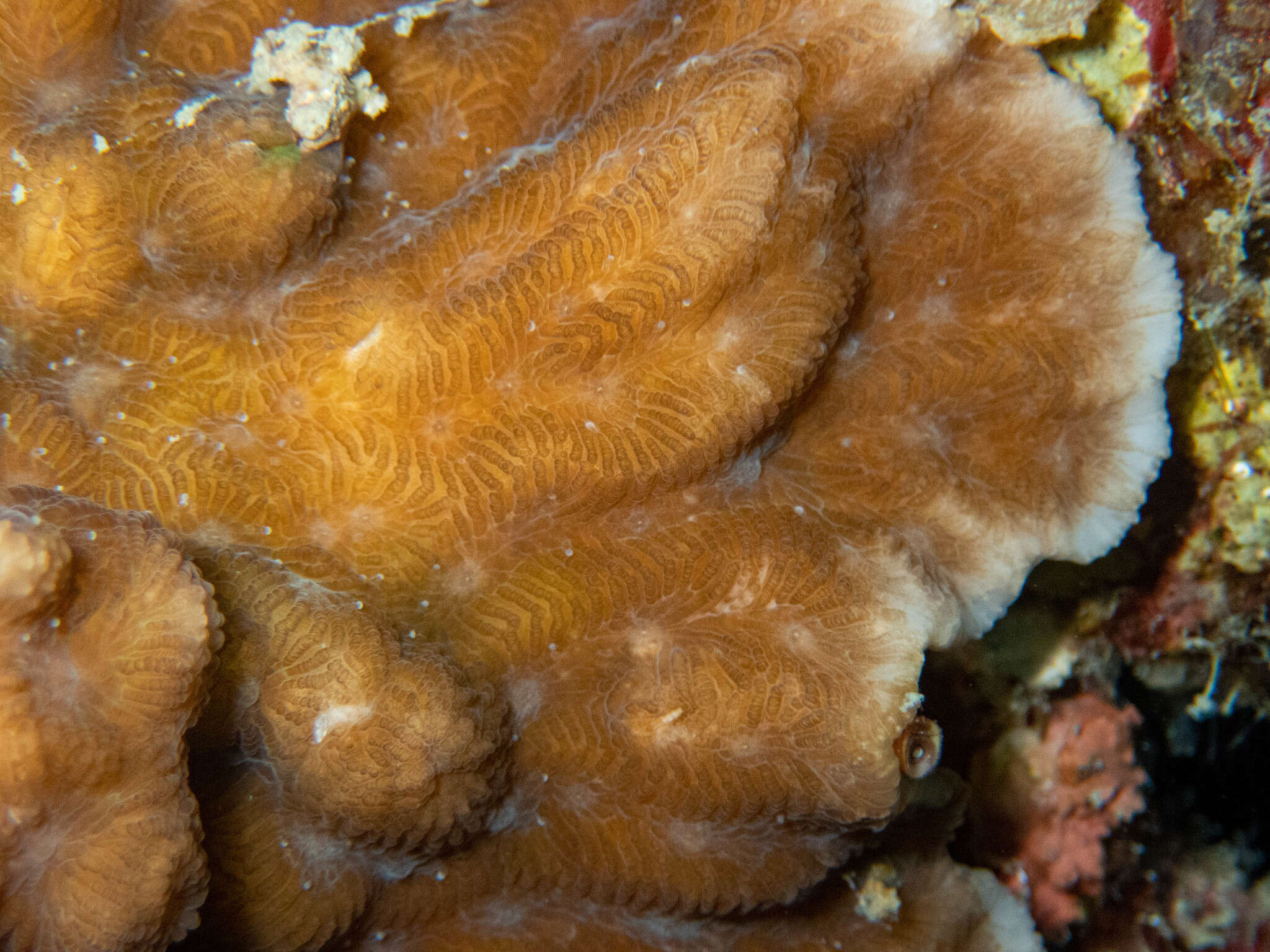 Image of Crispy Crust Coral