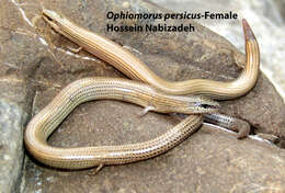 Image of Persia Snake Skink