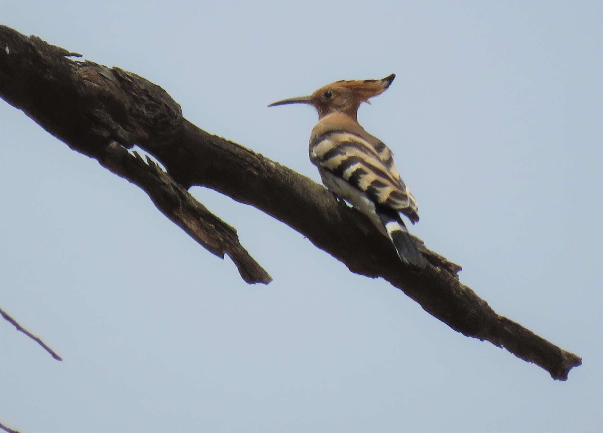 Image of Eurasian Hoopoe