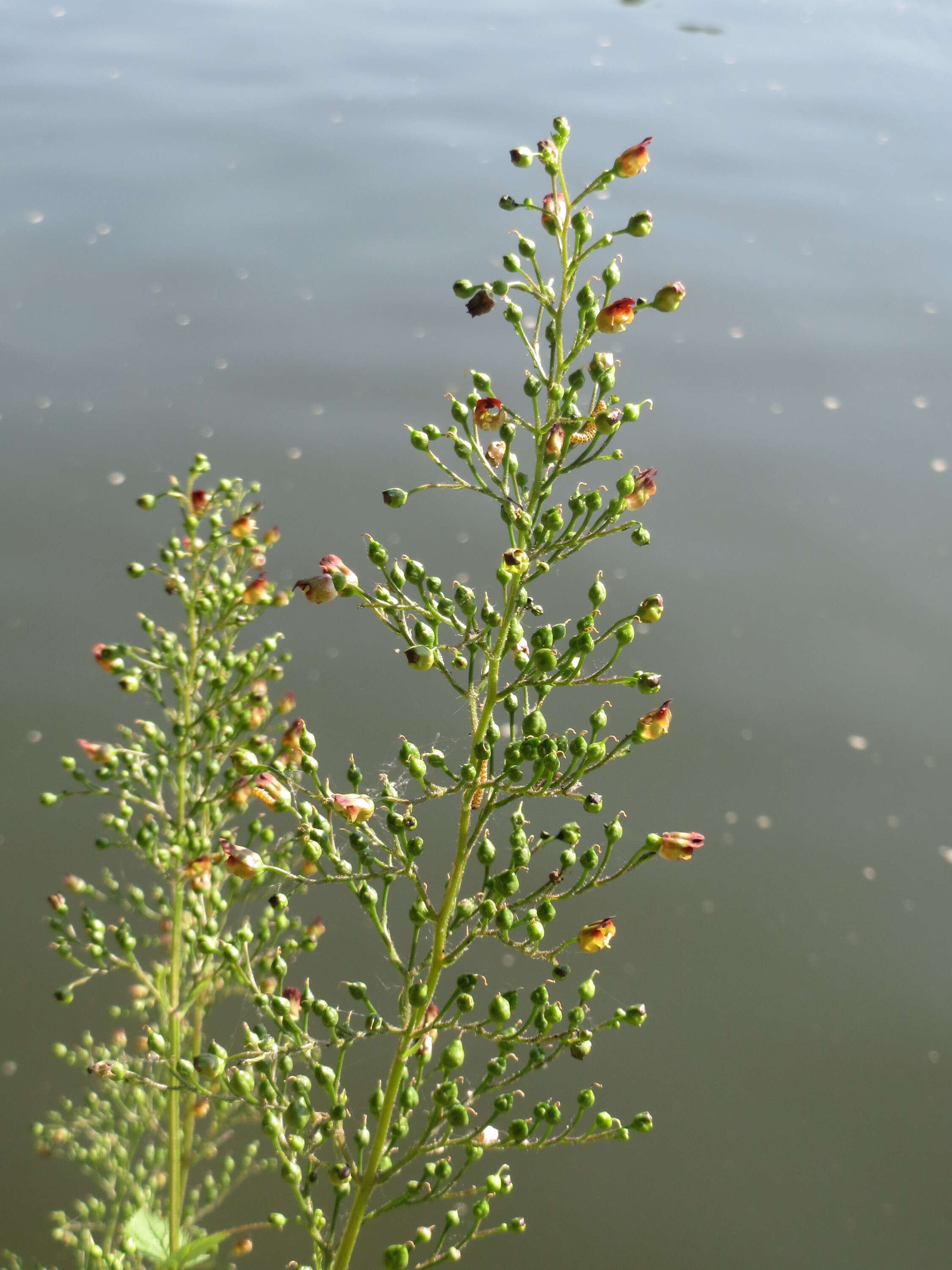 Imagem de Scrophularia nodosa L.