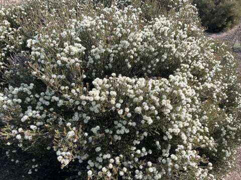 Image of Melaleuca halmaturorum F. Müll. ex Miq.