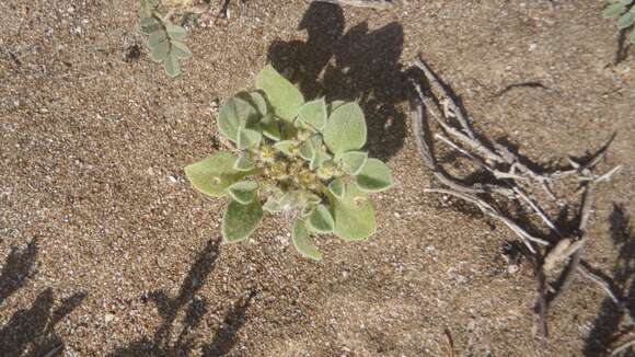 Image of Purslane-leaved aizoon