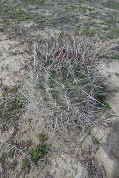 Image of Desert Valley Fishhook Cactus