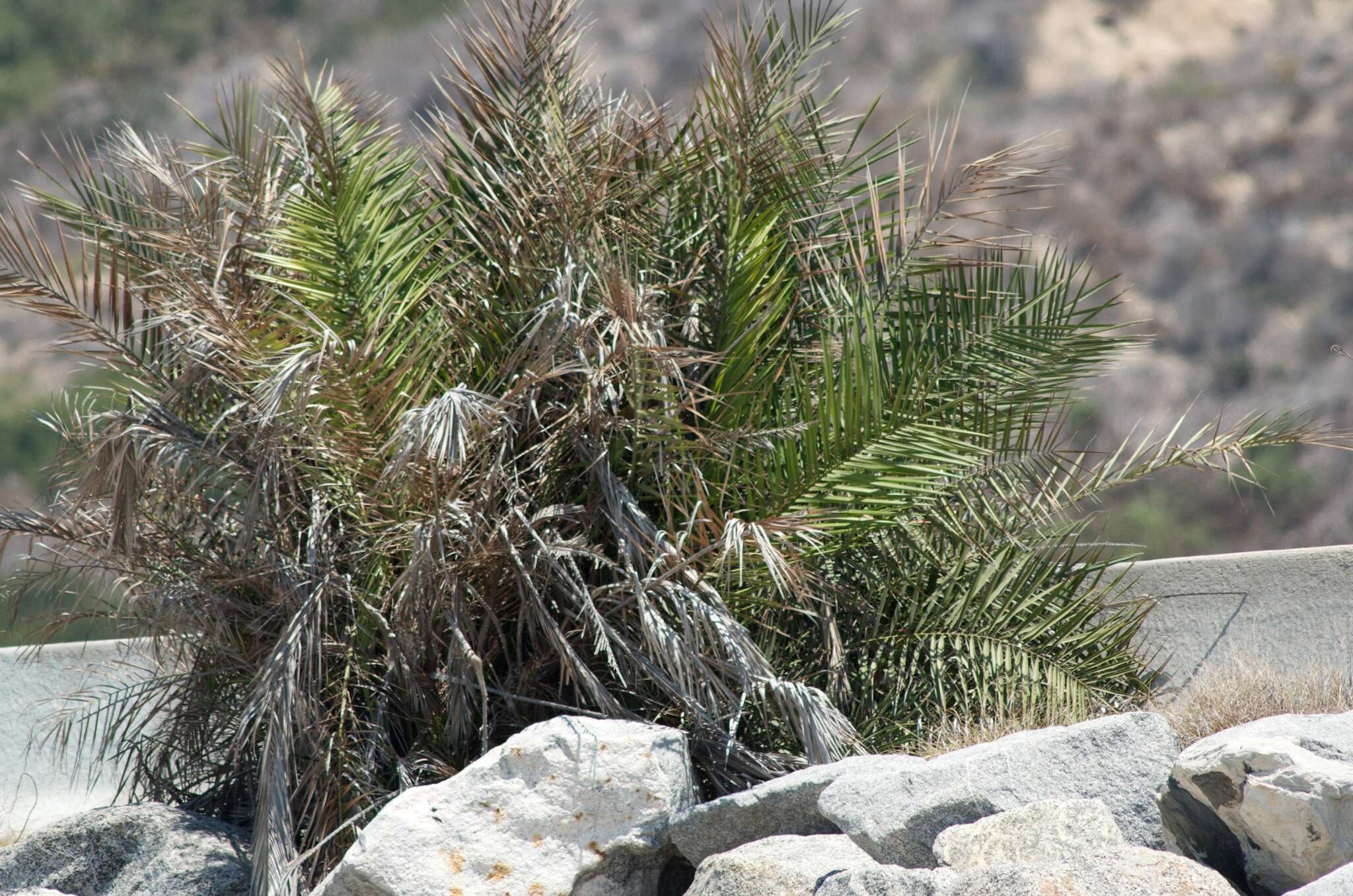 Phoenix canariensis H. Wildpret resmi