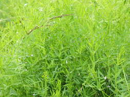 Image of lentil vetch