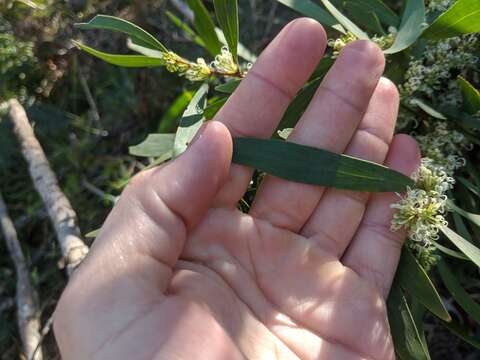 Image of Hakea florulenta Meissner