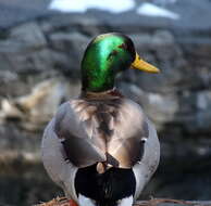 Image of Common Mallard