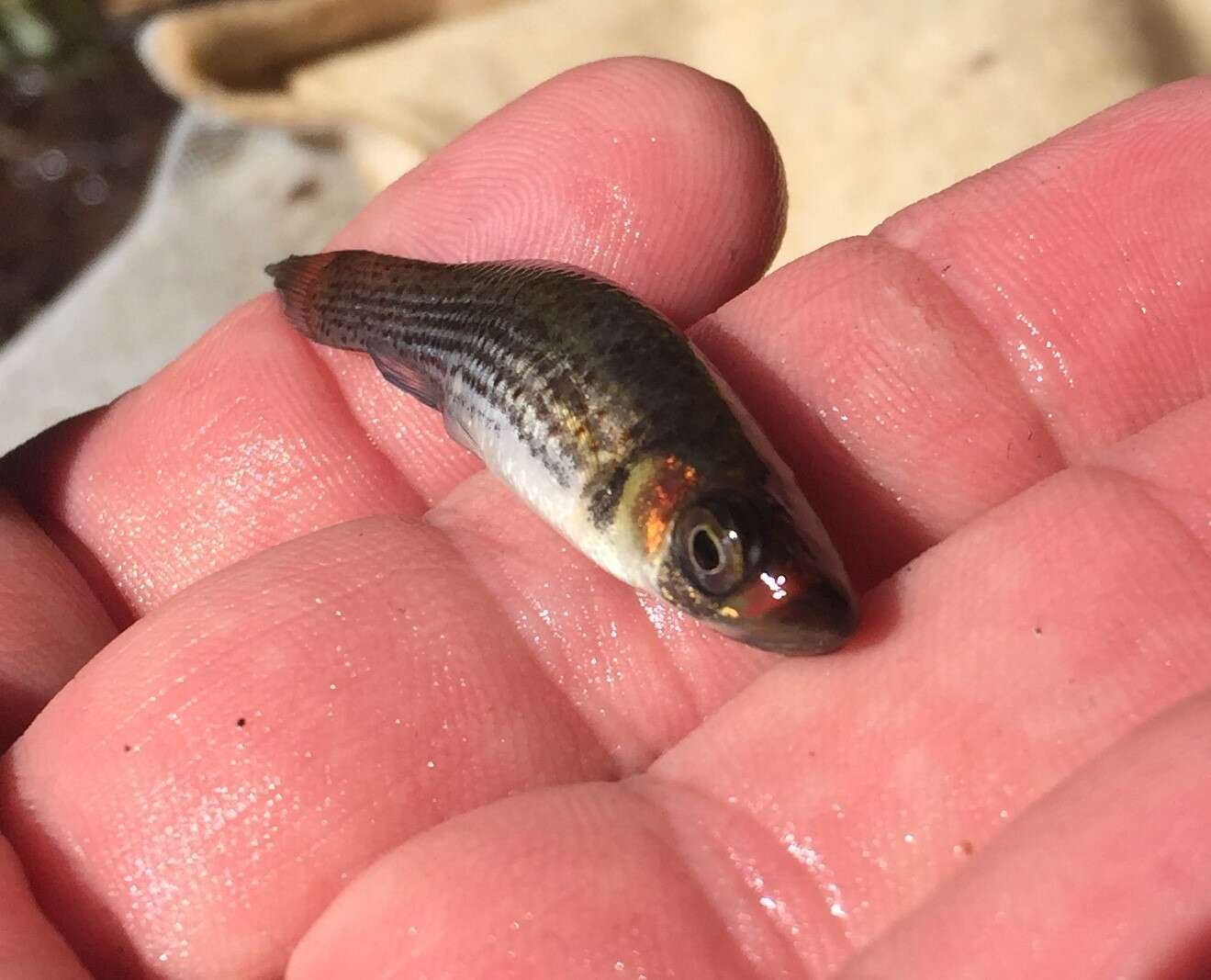 Image of Bayou Topminnow