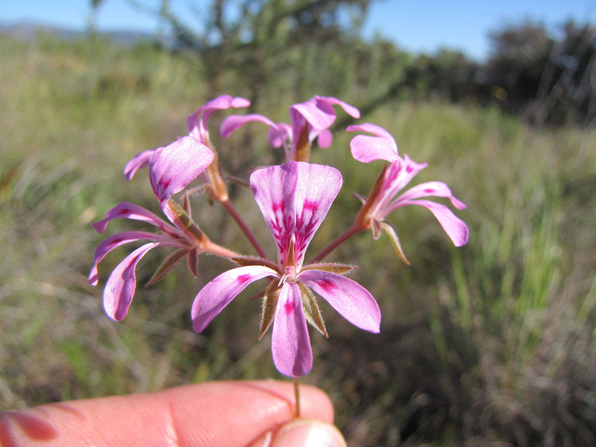 Image of Pelargonium chelidonium (Houtt.) DC.